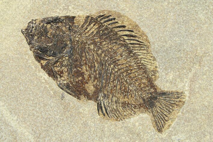 Detailed Fossil Fish (Cockerellites) - Wyoming #299849